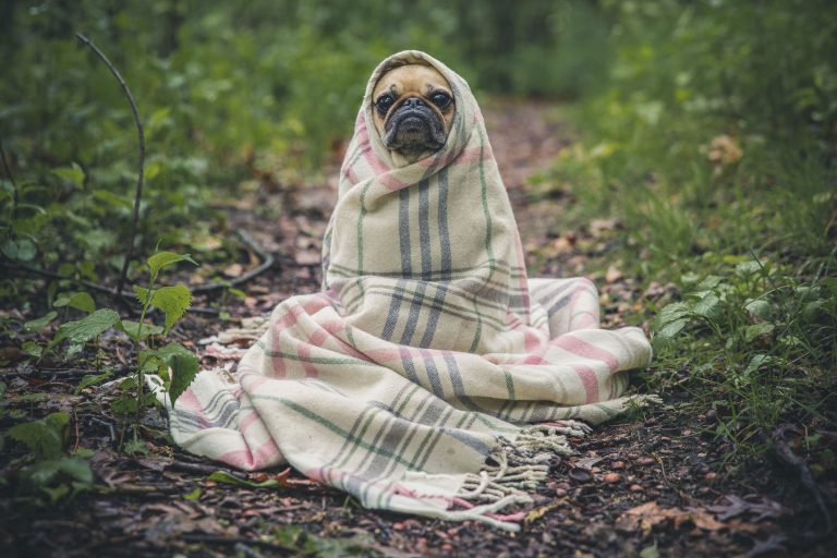 sad dog in blanket