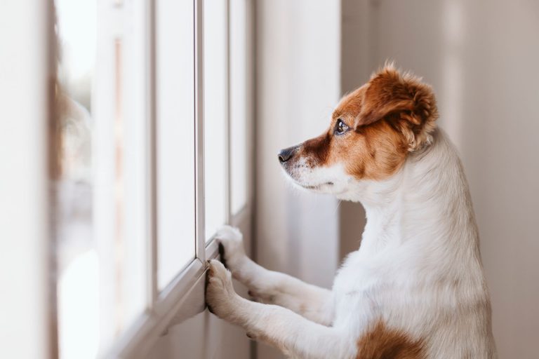 anxious dog looking out window waiting on owner