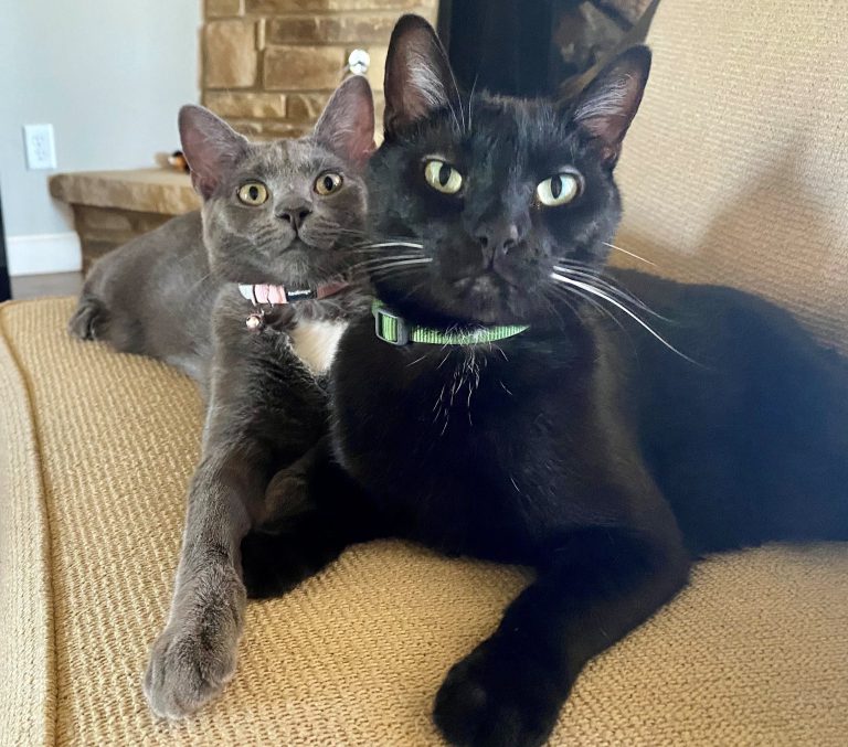 Black and grey cat sitting together